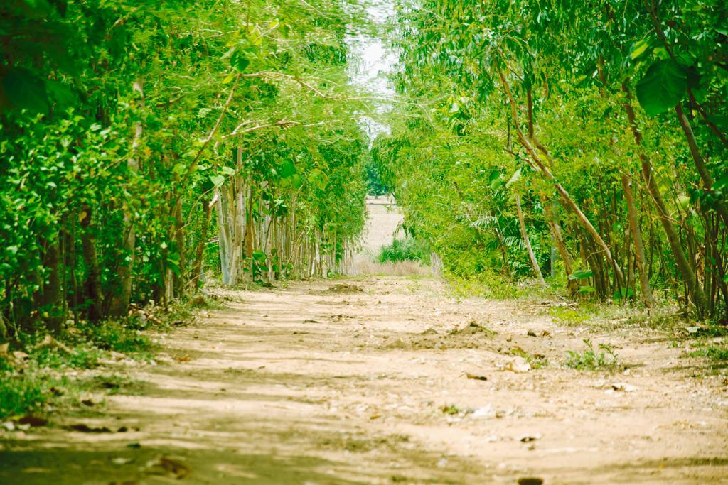 Food, Not Poison — by Anda Damisa